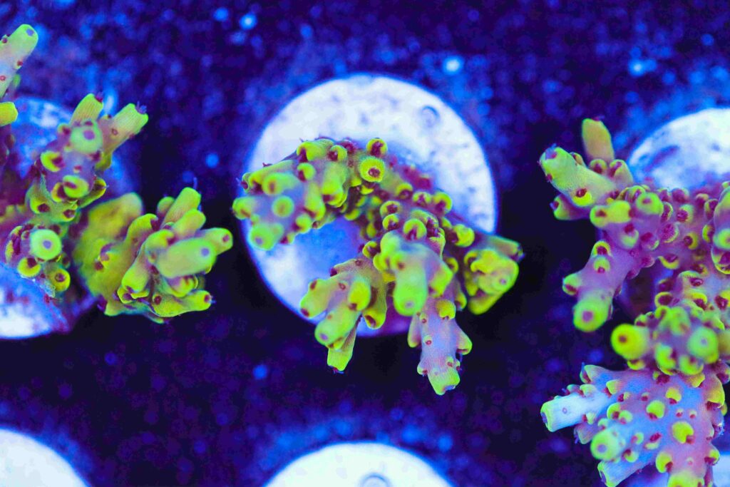 Frag Box Corals