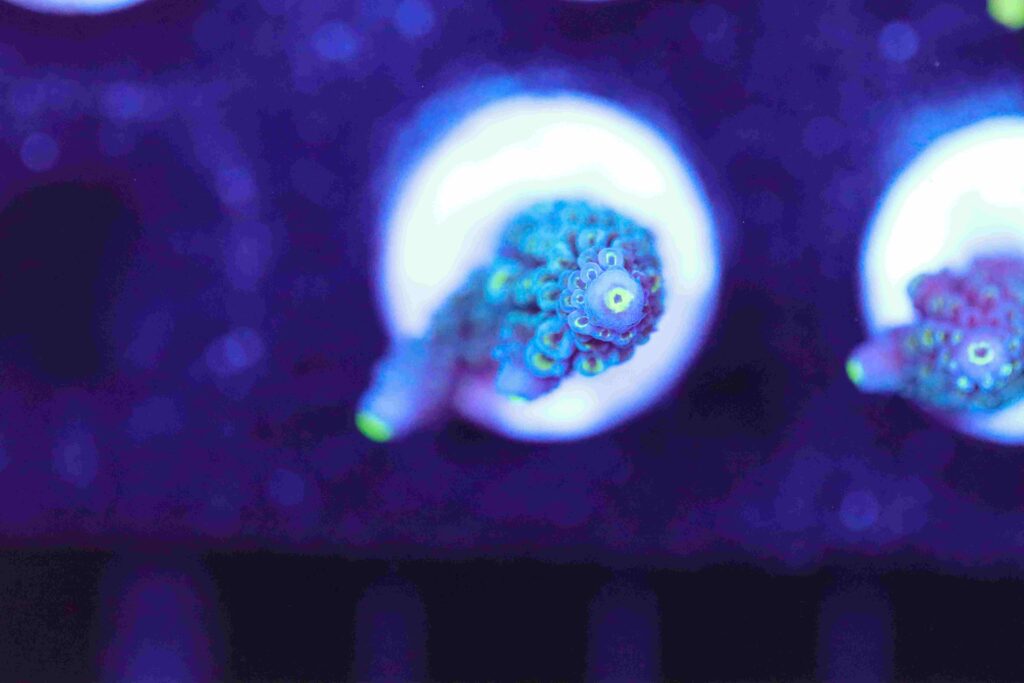 Frag Box Corals