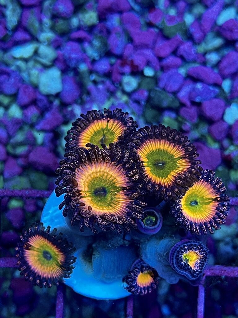 Frag Box Corals
