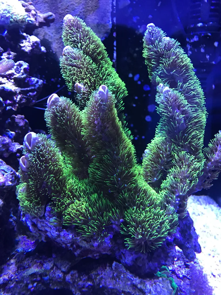 Frag Box Corals