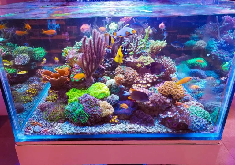 Frag Box Corals