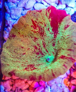 Jaw Breaker Mushroom