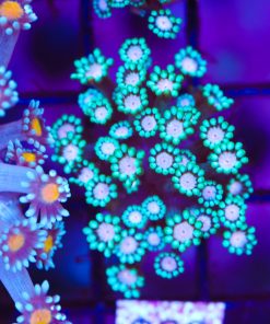 White Mouth Flowerpot Coral