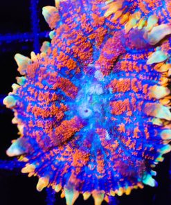 Rainbow Spyro Dragon Mushroom