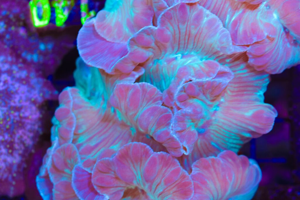 Frag Box Corals