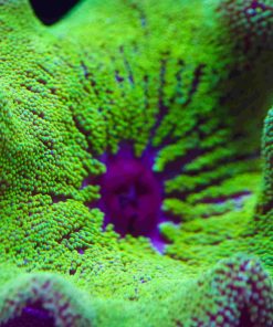 Green Carpet Anemone Hadoni