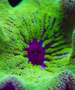 Green Carpet Anemone Hadoni