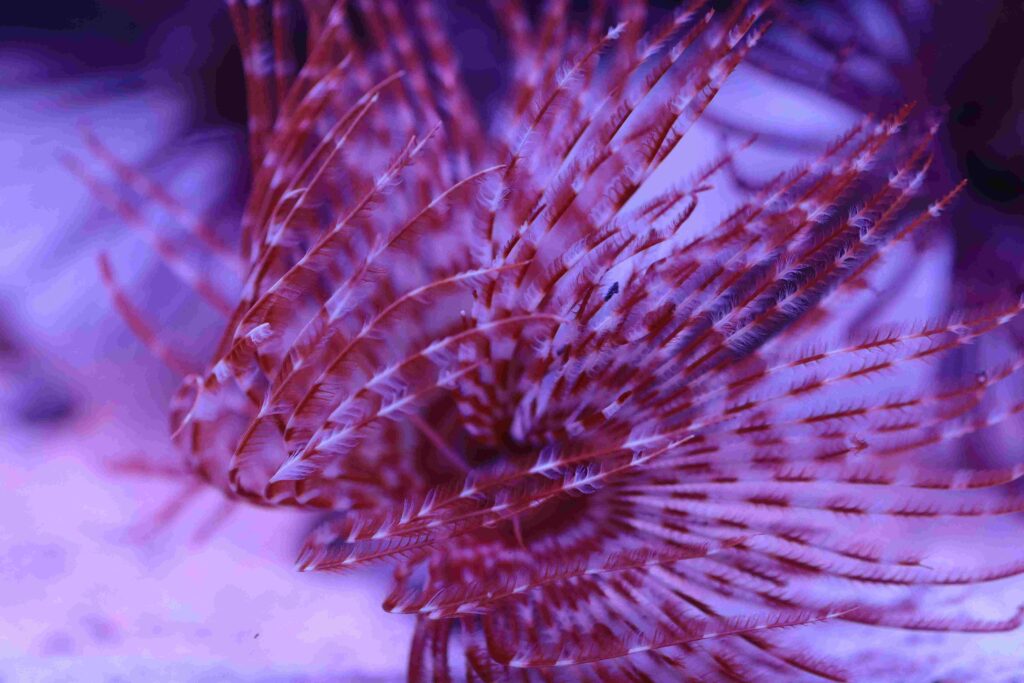 Frag Box Corals