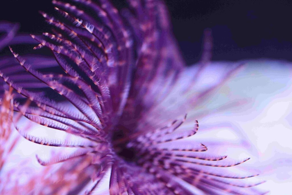 Frag Box Corals