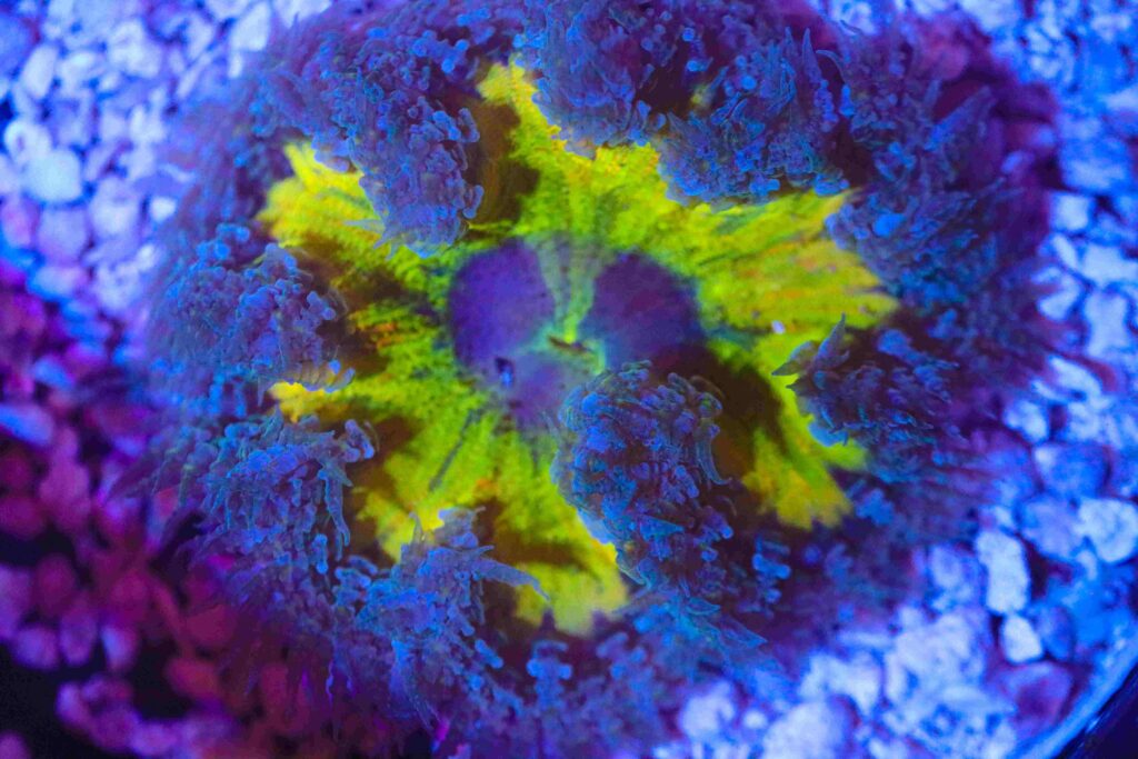 Frag Box Corals