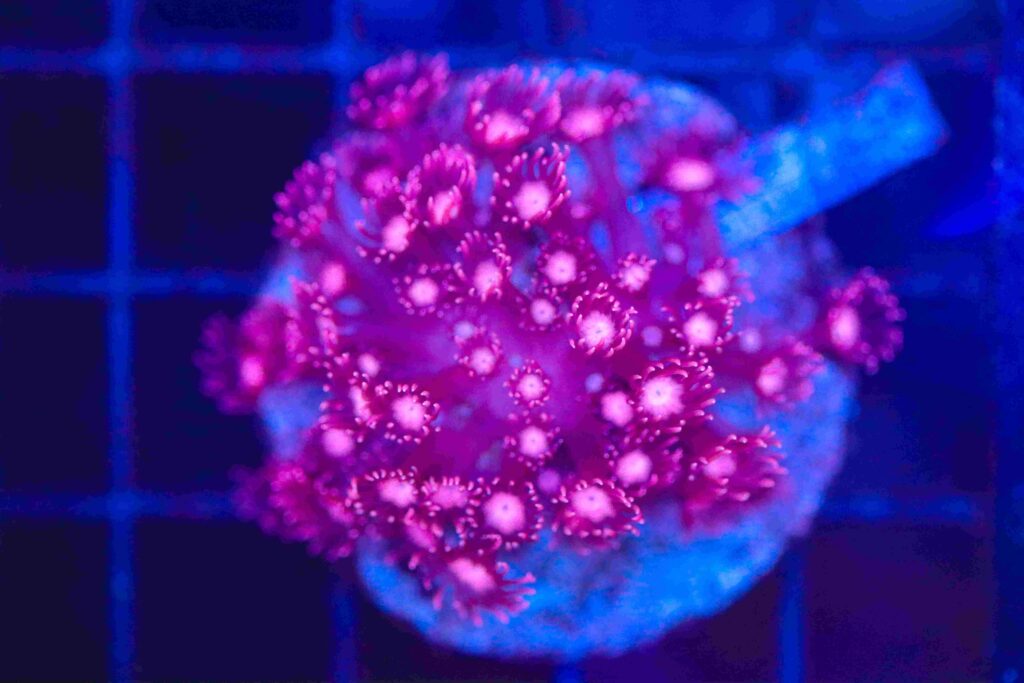 Frag Box Corals