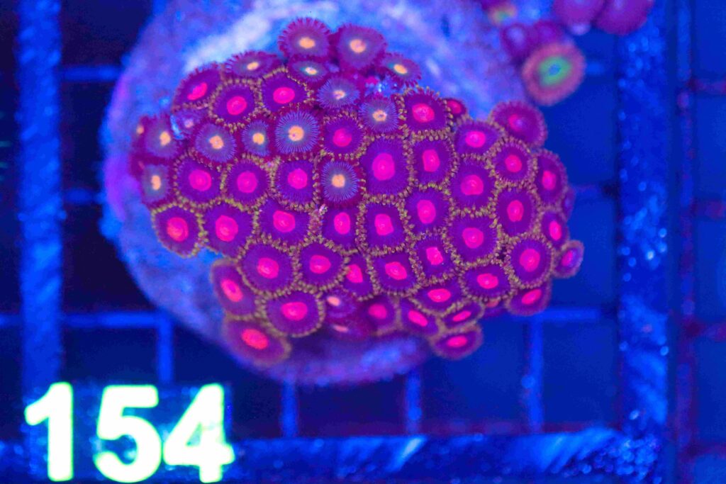 Frag Box Corals