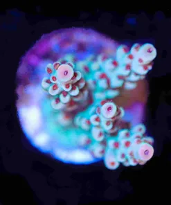 Red Polyp Godzilla Acropora
