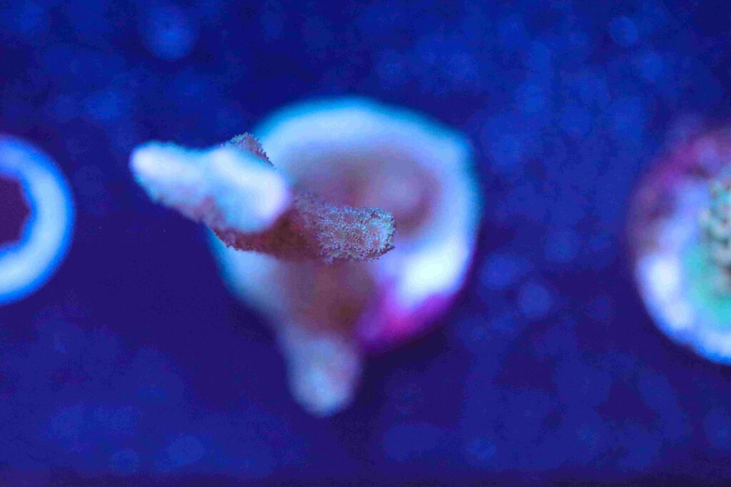 Frag Box Corals
