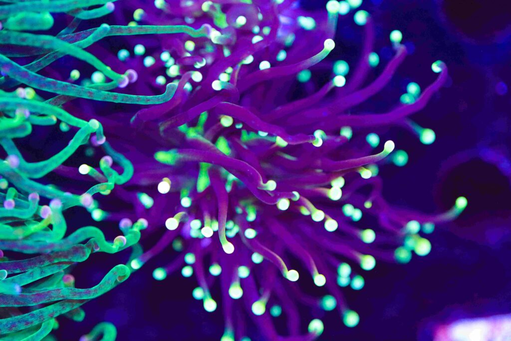 Frag Box Corals