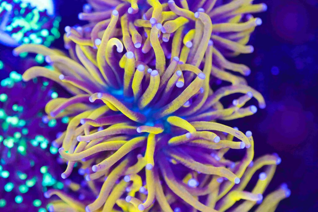 Frag Box Corals
