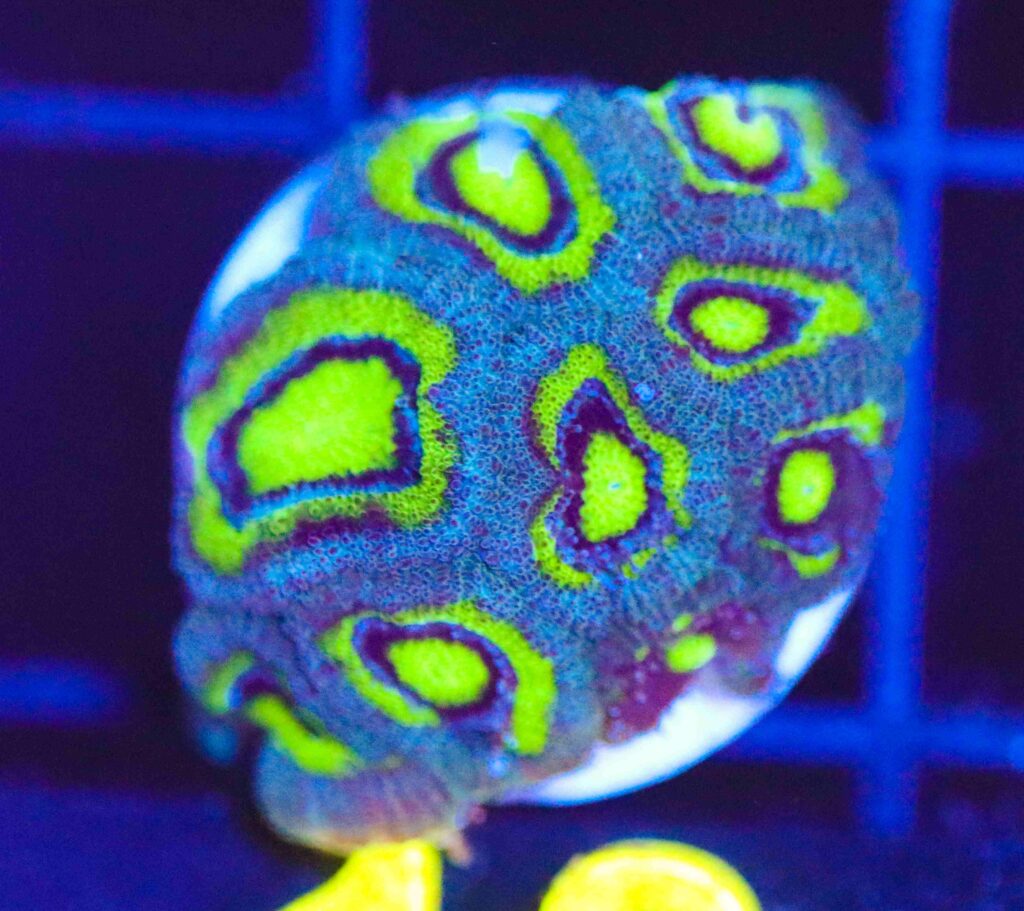 Frag Box Corals