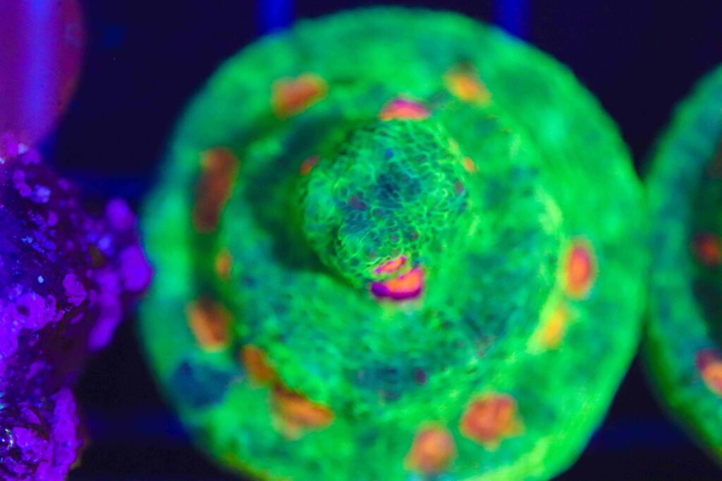 Frag Box Corals