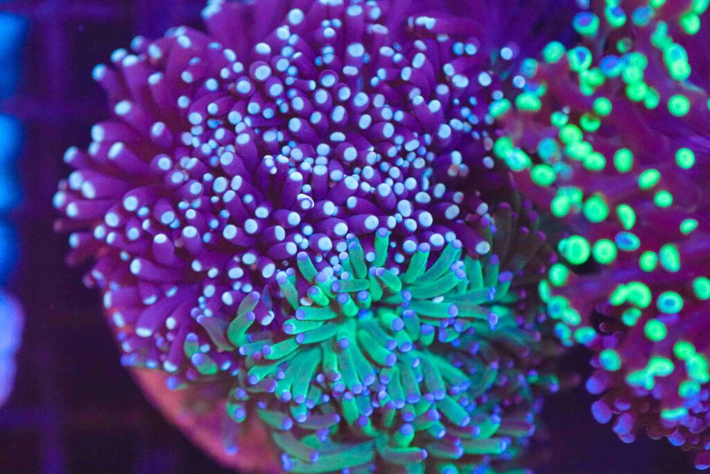 Frag Box Corals