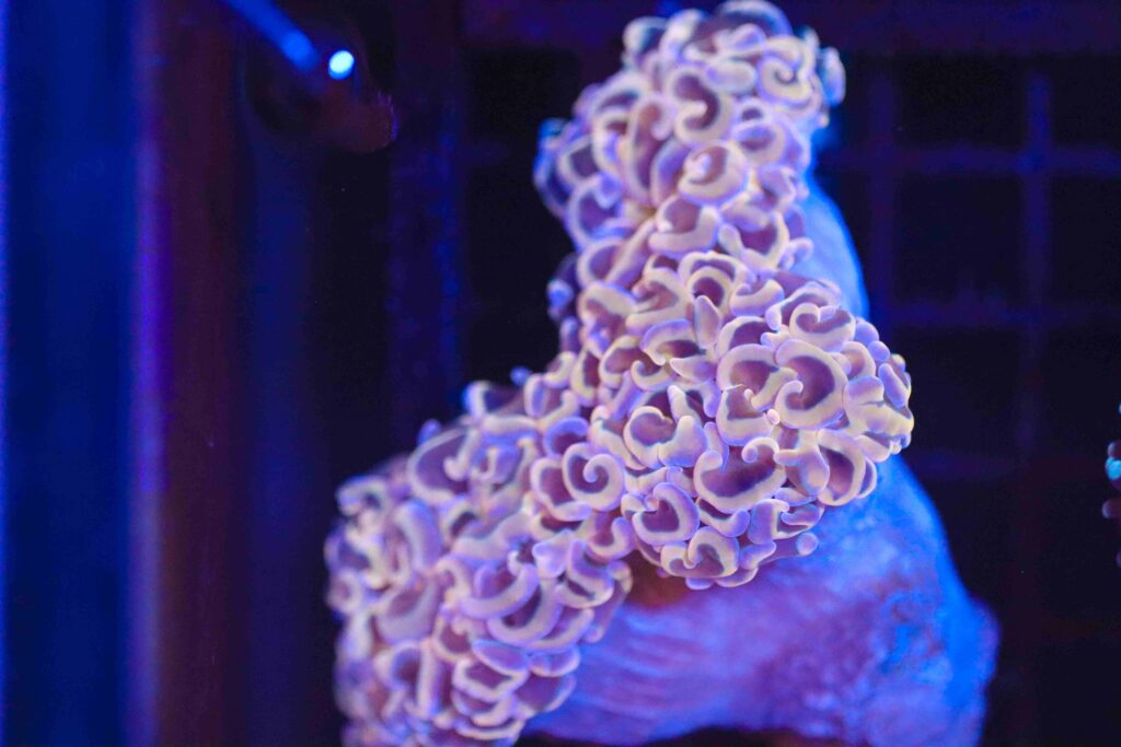 Frag Box Corals