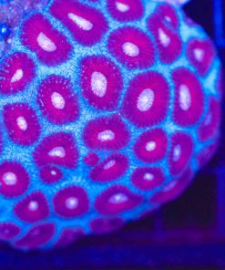 Blue Favia Coral
