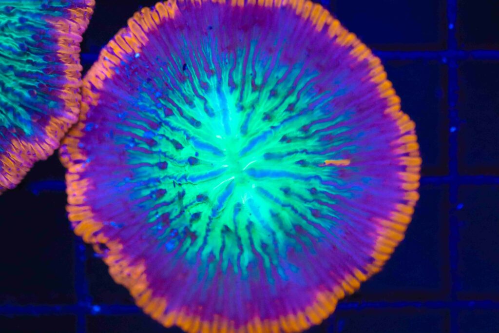 Frag Box Corals