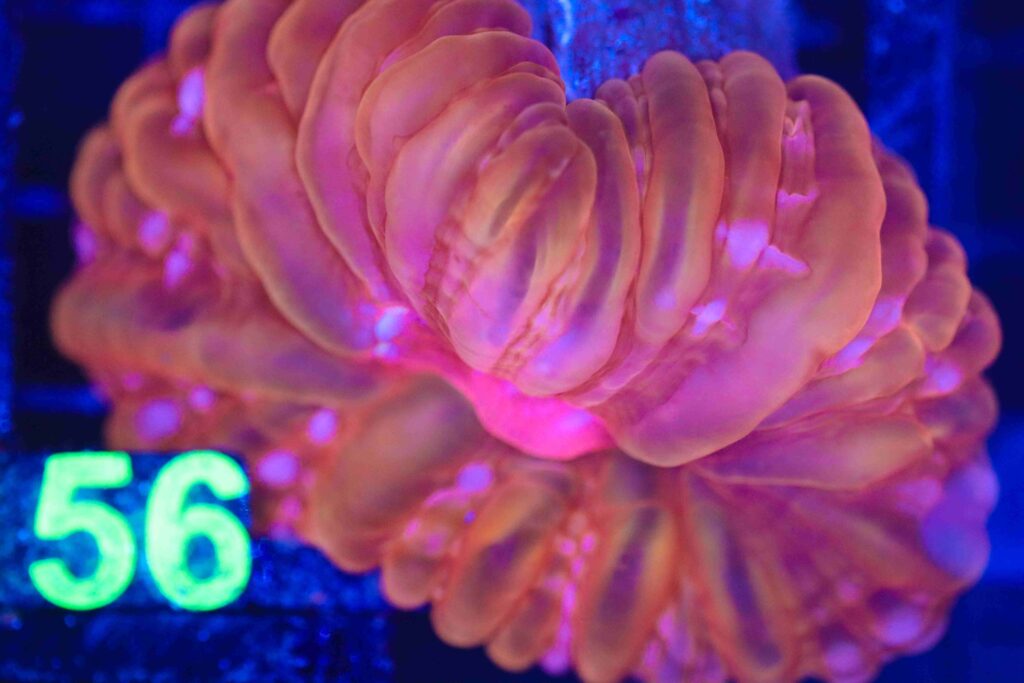 Frag Box Corals