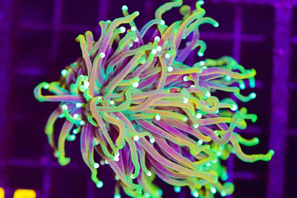 Frag Box Corals