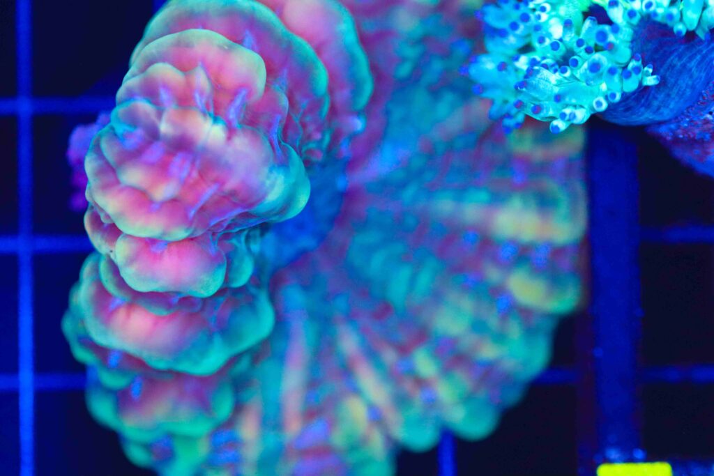 Frag Box Corals