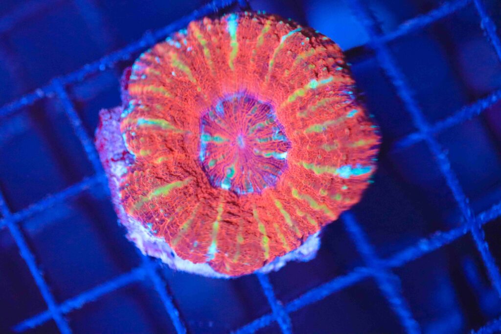 Frag Box Corals