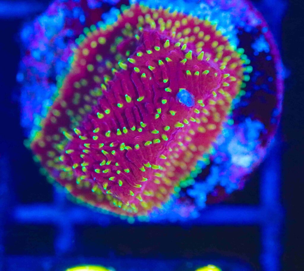 Frag Box Corals