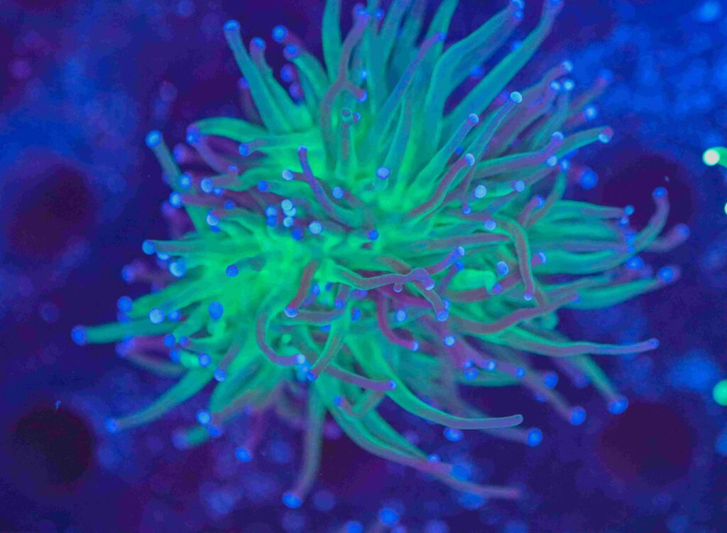 Frag Box Corals