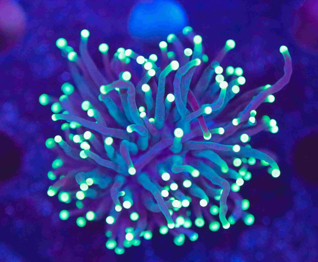 Frag Box Corals