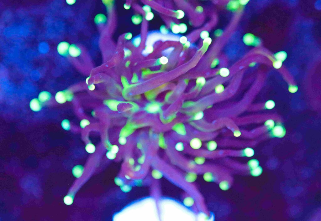Frag Box Corals