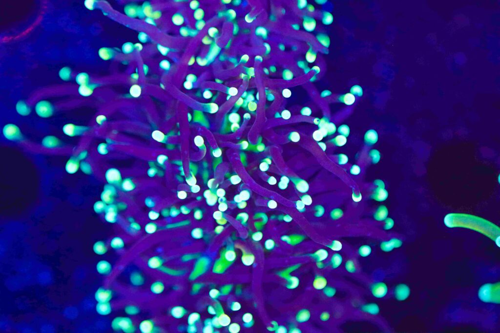 Frag Box Corals