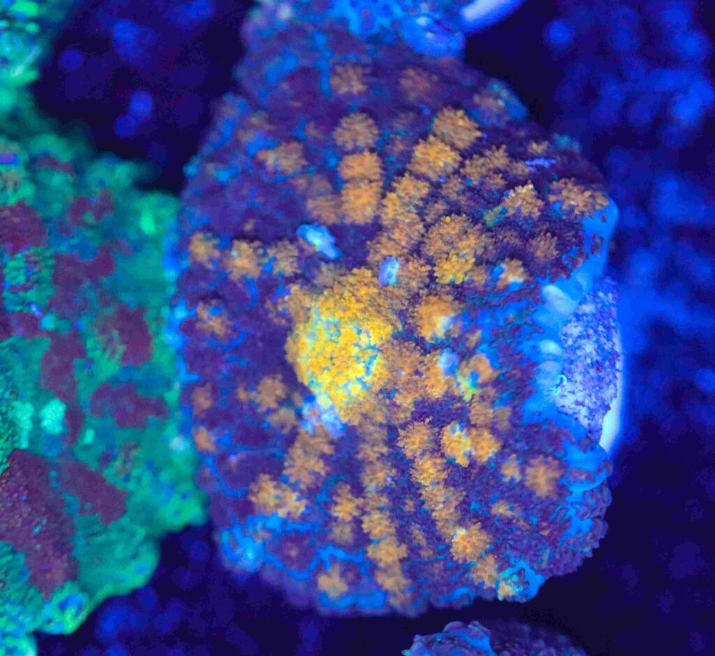 Frag Box Corals