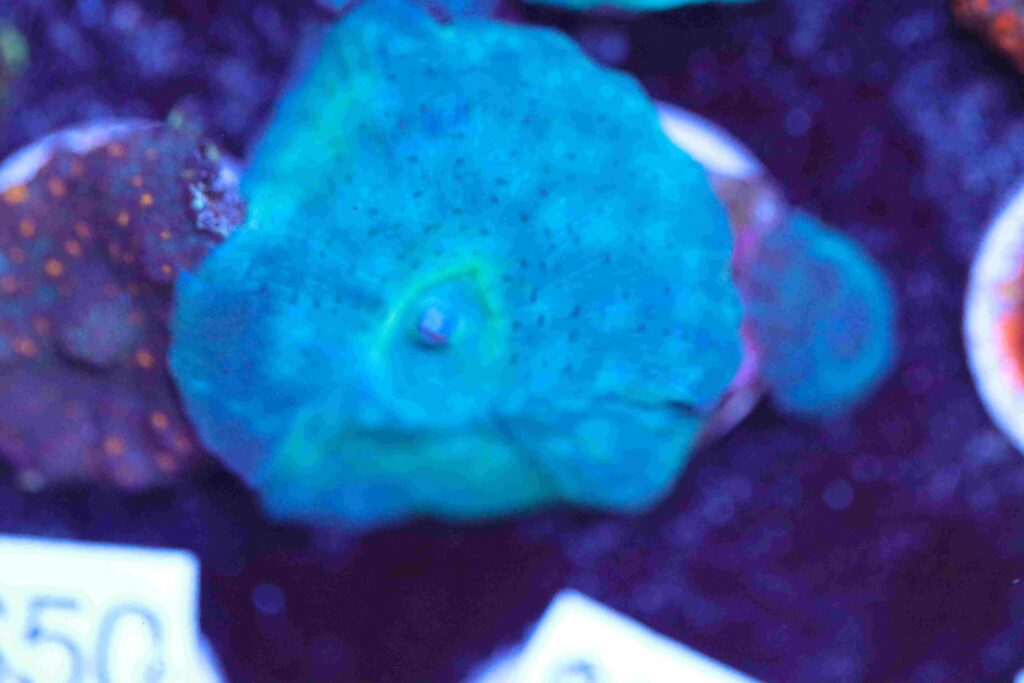 Frag Box Corals