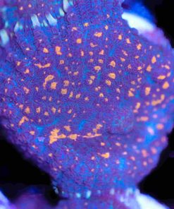 Blue Rhodactis Mushroom