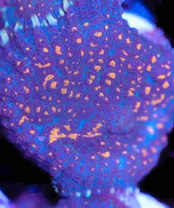 Blue Rhodactis Mushroom