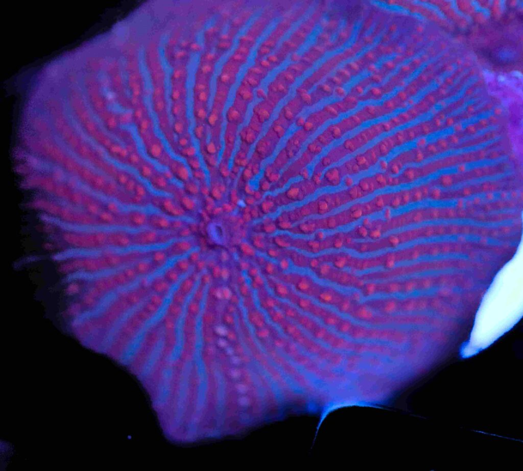 Frag Box Corals