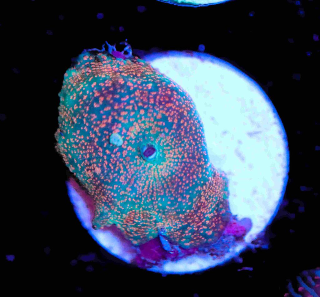 Frag Box Corals