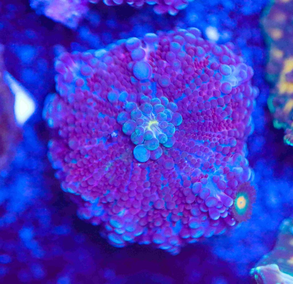 Frag Box Corals