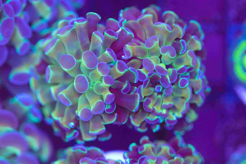 Frag Box Corals