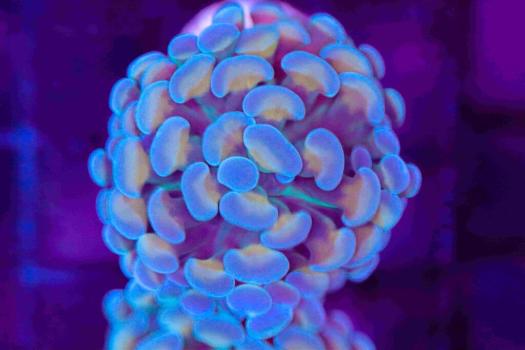 Frag Box Corals