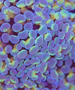 Bluish hammer coral