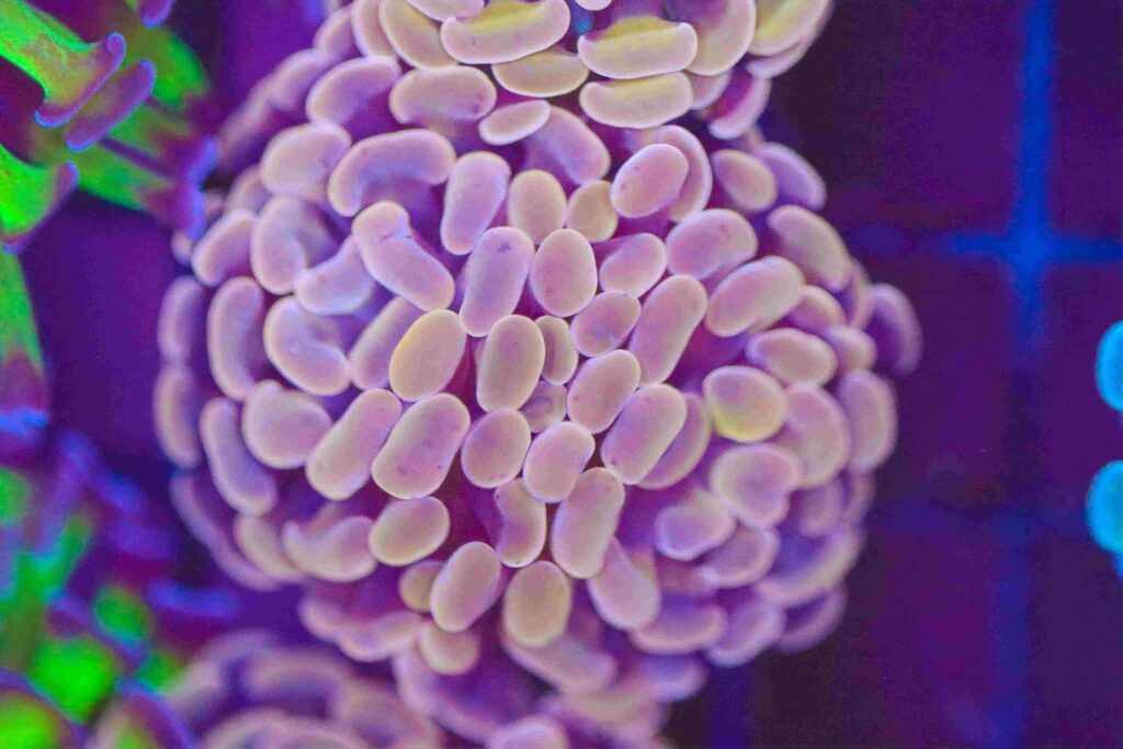 Frag Box Corals