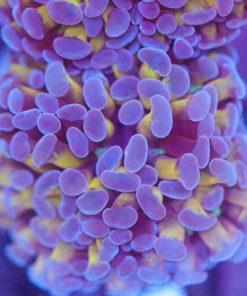 Purple Gold Hammer Coral