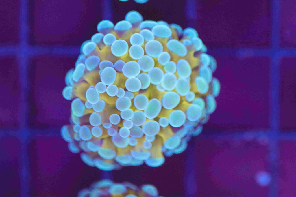 Frag Box Corals