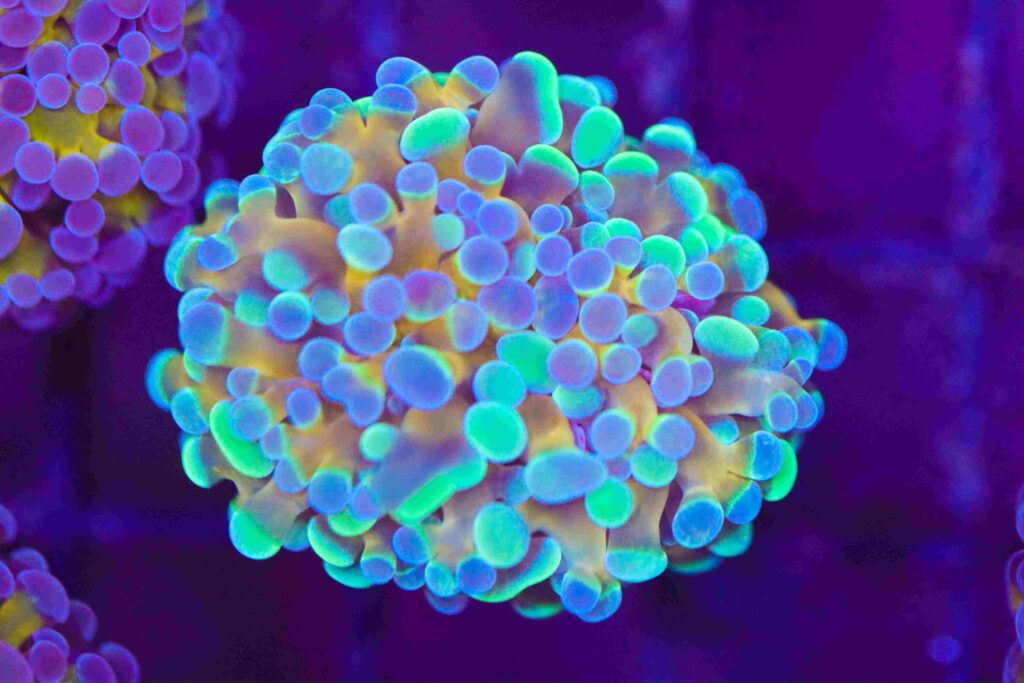 Frag Box Corals
