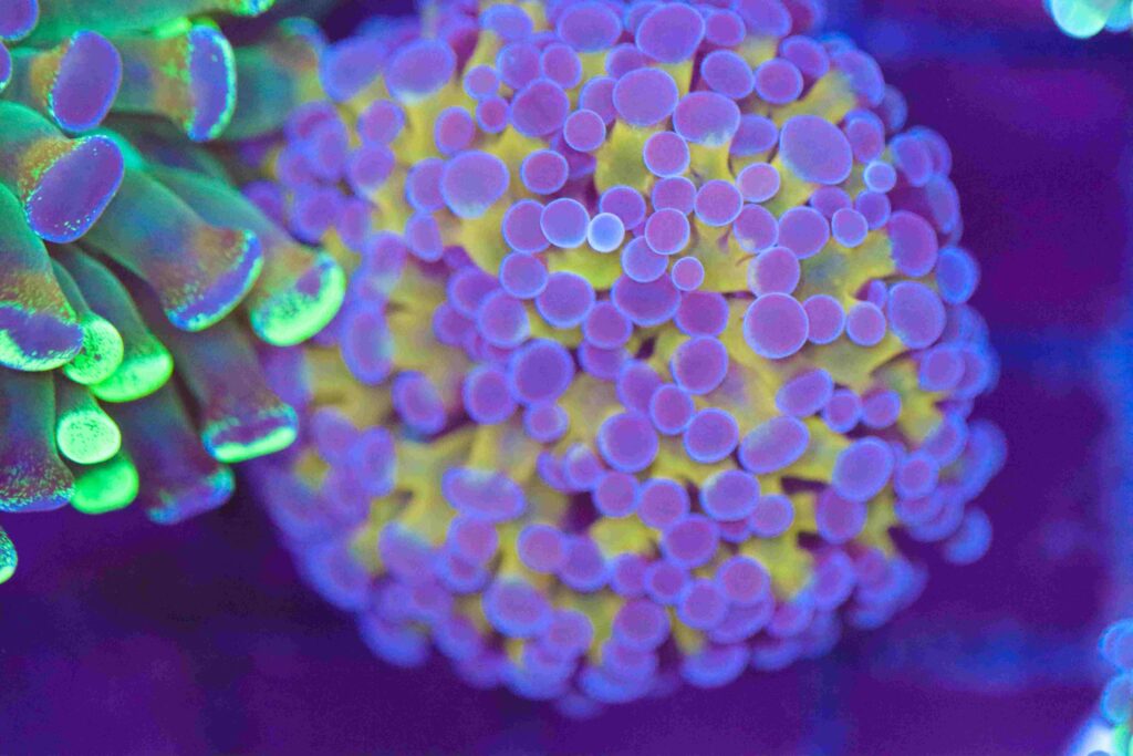 Frag Box Corals
